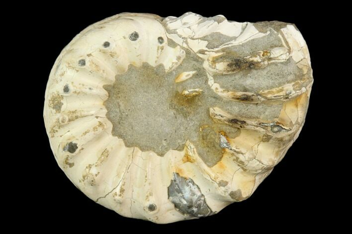 Ammonite (Pleuroceras) Fossil - Germany #125381